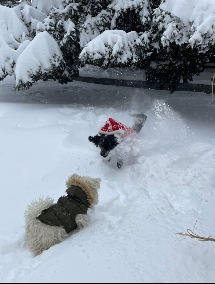 Olive Attacks Gracie, They Are Besties & Play Hard