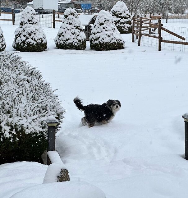 Skye Up To Her Tummy In Snow. She Loves To Eat The White Stuff