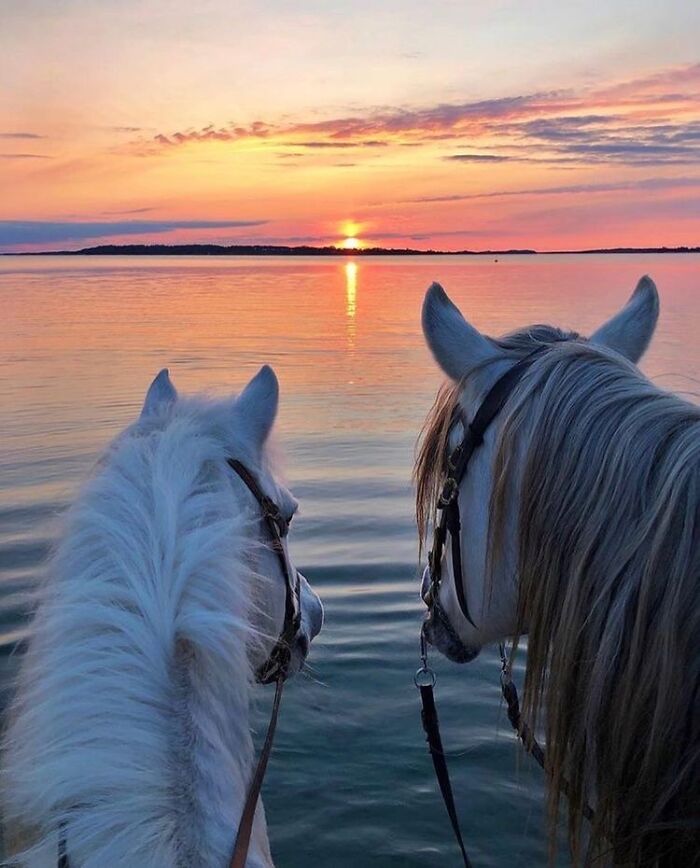 Beautiful Horses Beautiful Horses