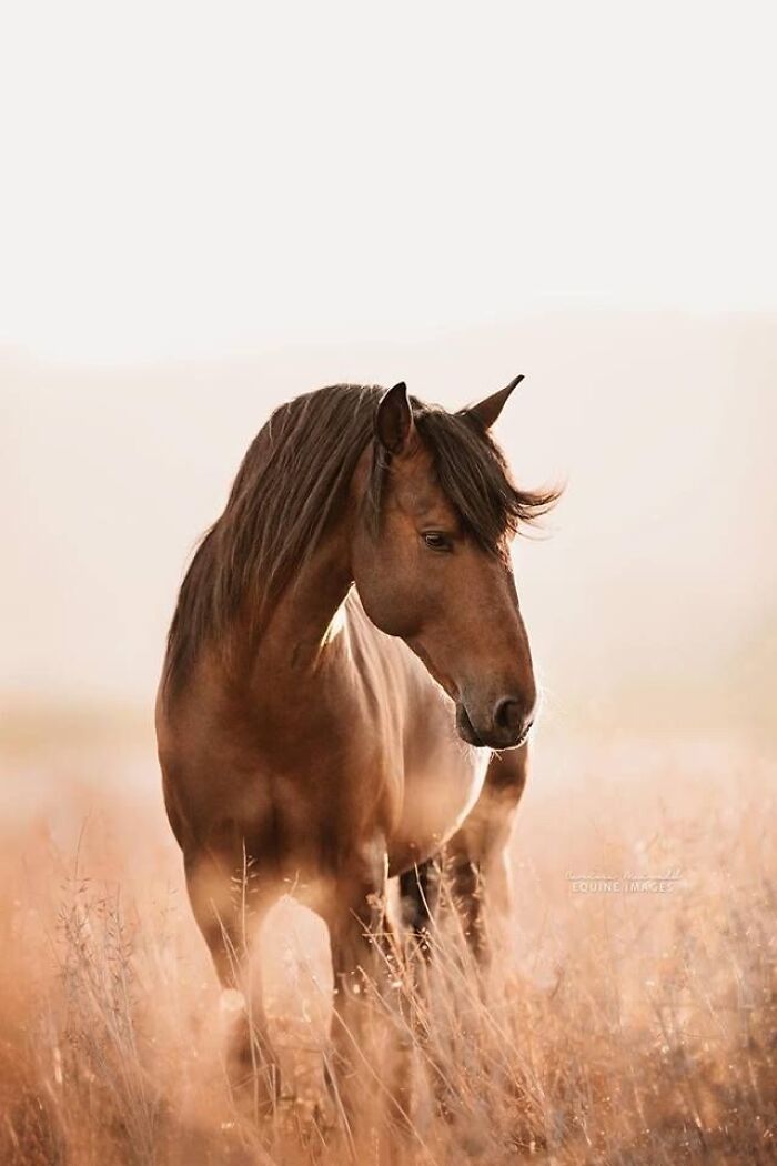 Beautiful Horses Beautiful Horses