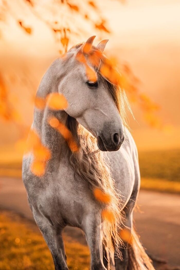 Beautiful Horses Beautiful Horses