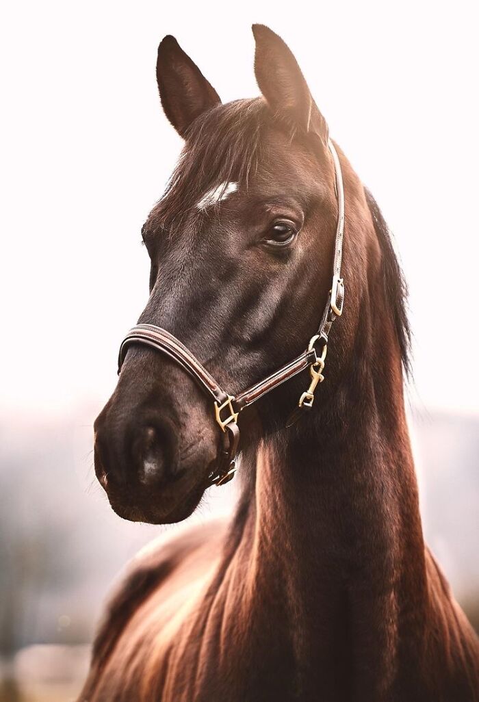 Beautiful Horses Beautiful Horses