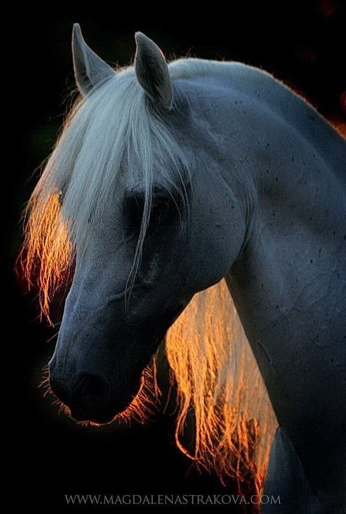 Beautiful Horses Beautiful Horses