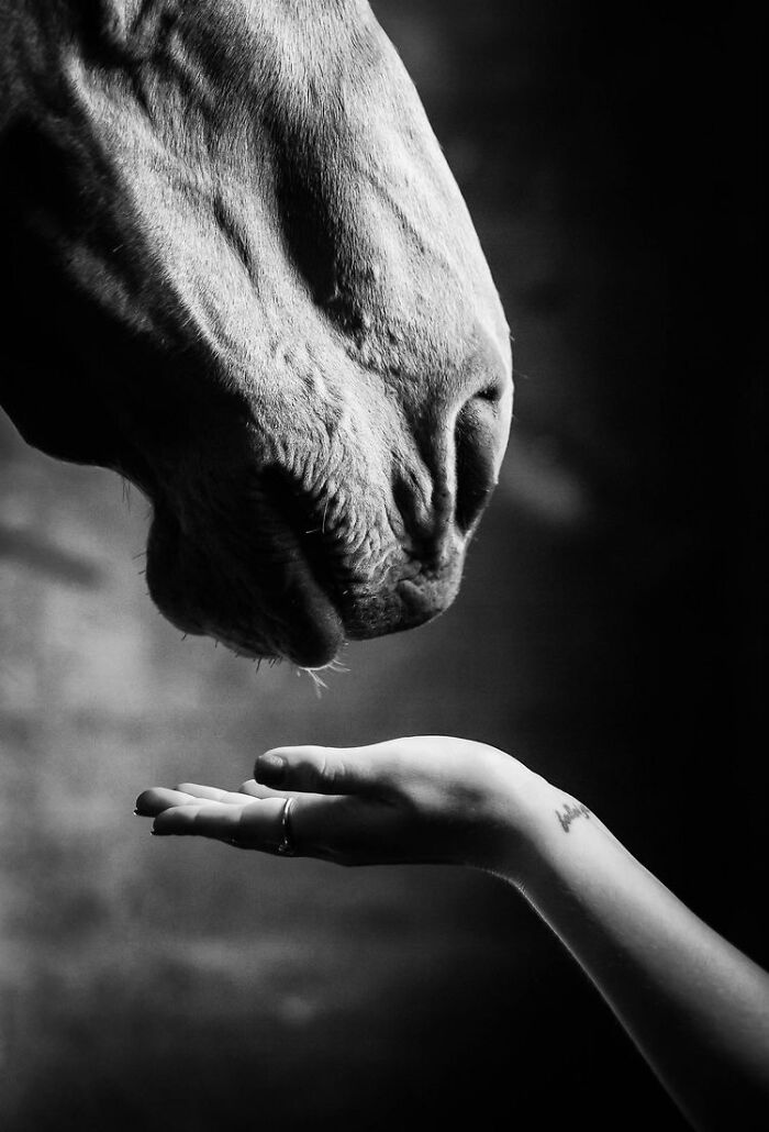 Beautiful Horses Beautiful Horses