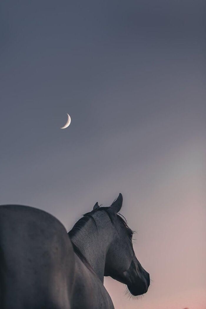 Beautiful Horses Beautiful Horses