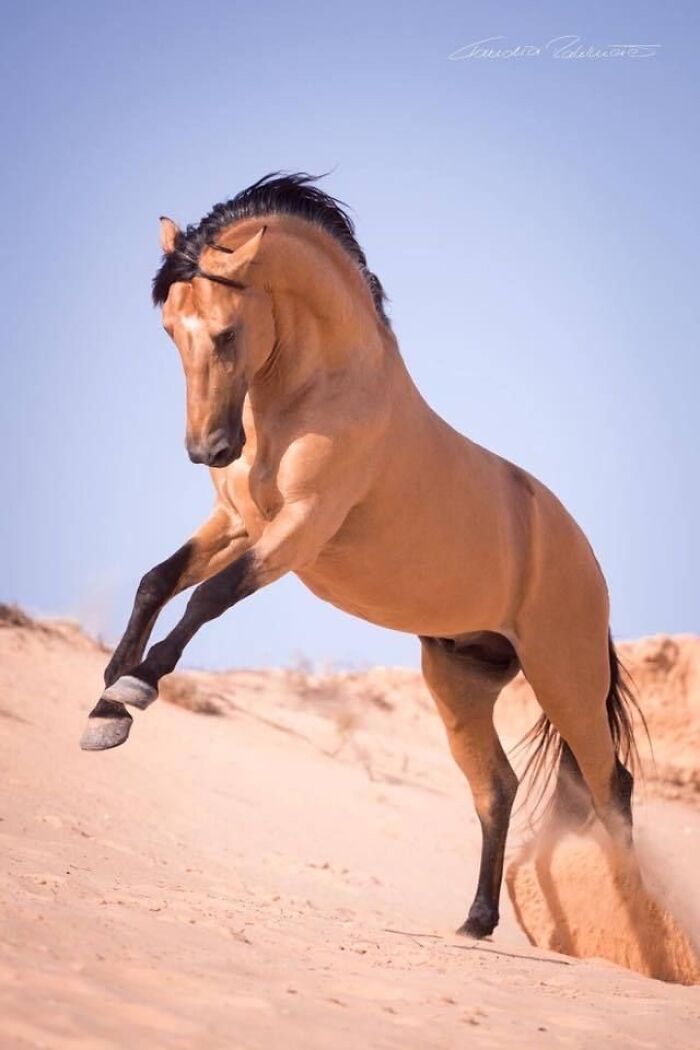Beautiful Horses Beautiful Horses