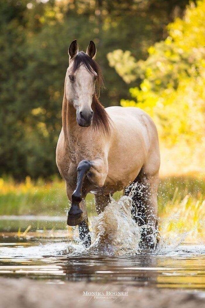 Beautiful Horses Beautiful Horses