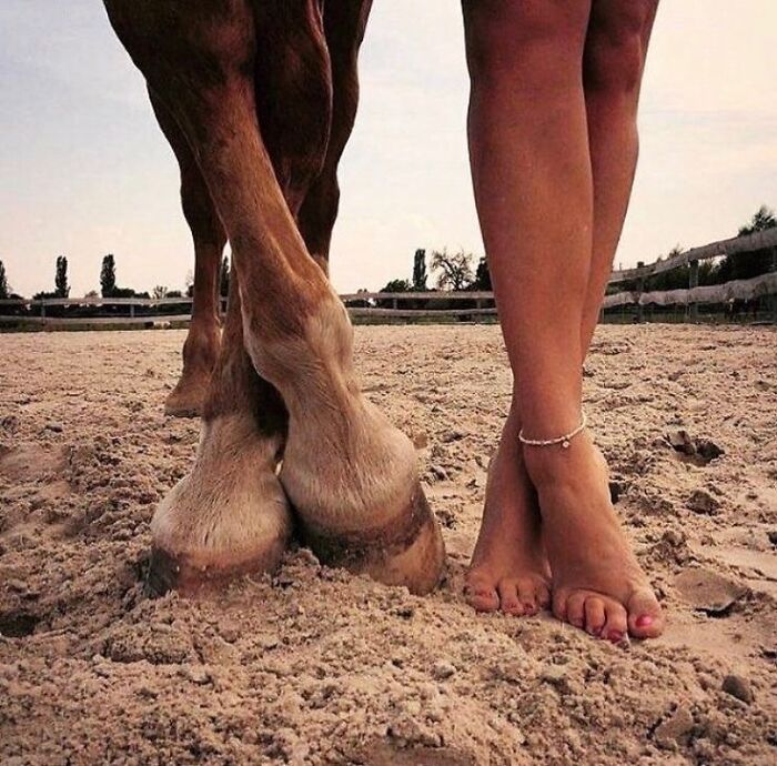 Beautiful Horses Beautiful Horses