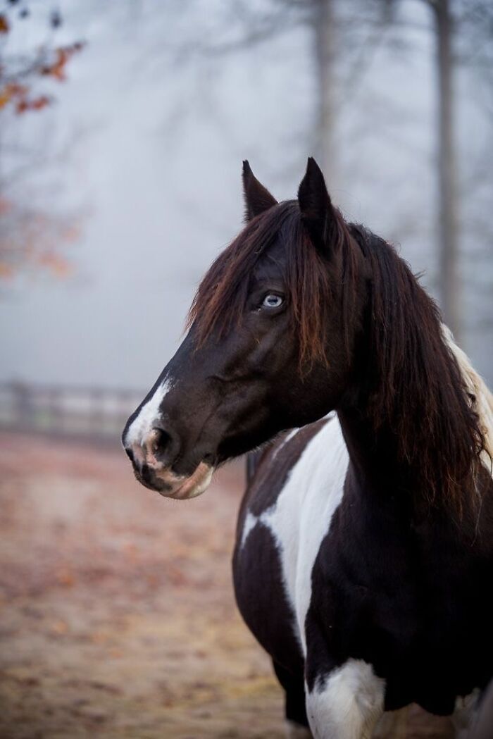 Beautiful Horses Beautiful Horses