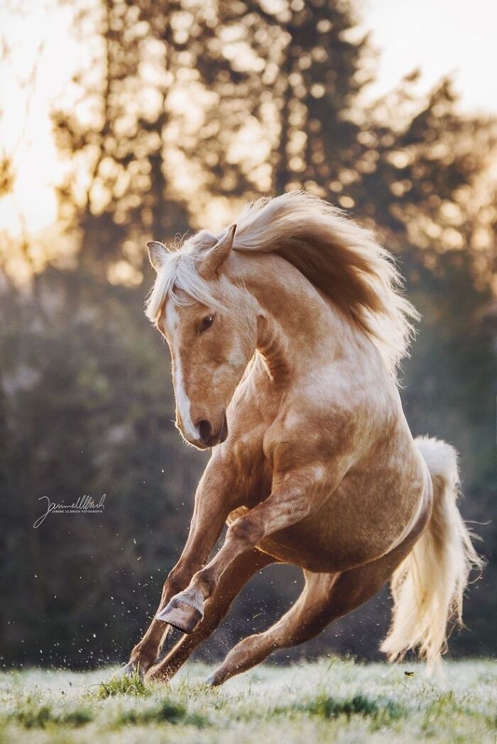 Beautiful Horses Beautiful Horses