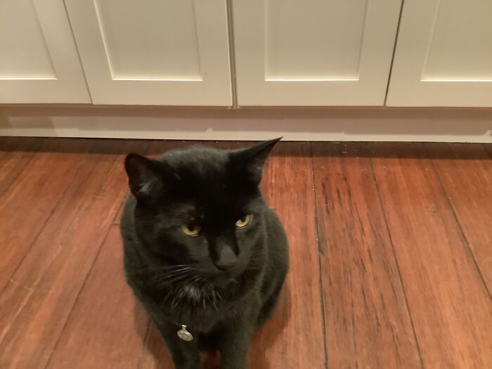 Cat Stole My Necklace