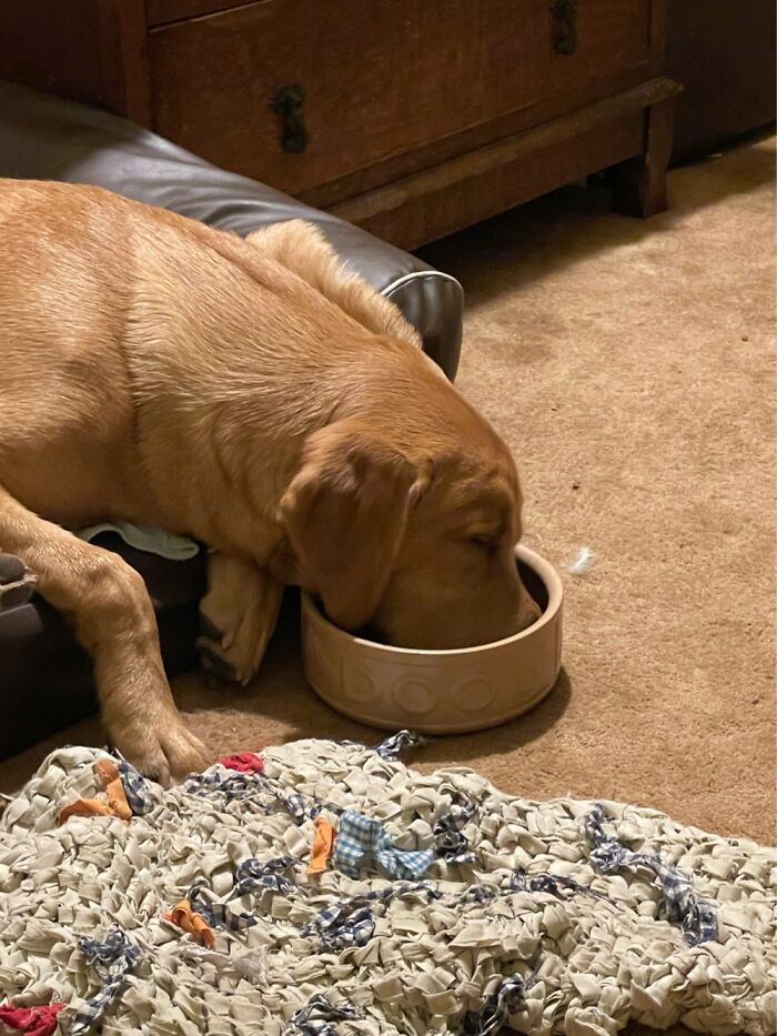 Postprandial Snooze. Too Drowsy To Lift Head Out Of Bowl