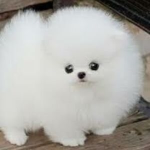 caryszzstuthomas avatar