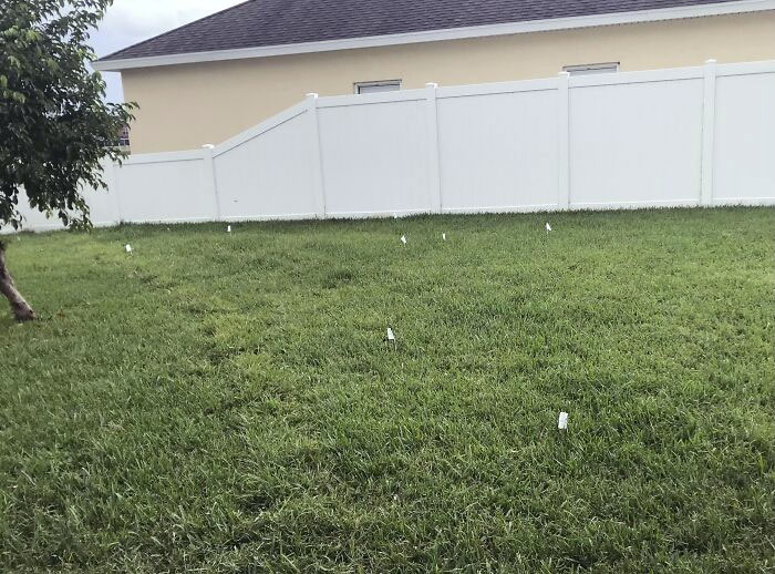 My Dad Refuses To Clean Up The Dogs' Poop, But Goes Through The Effort Of Putting A Flag By Each Pile