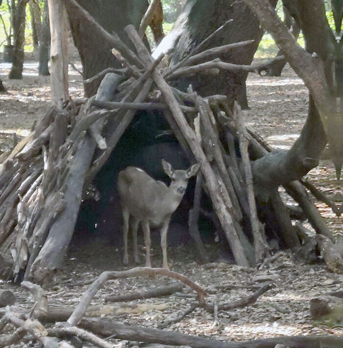 I Found A Deer In A Makeshift Hut In The Woods