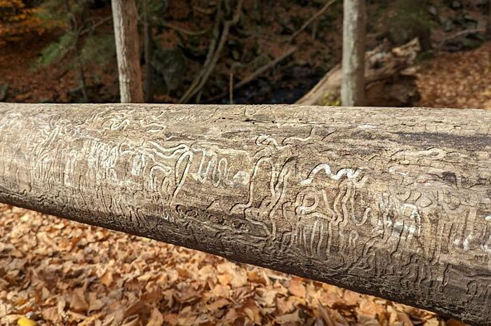 The Lines On This Tree I Found In The Woods