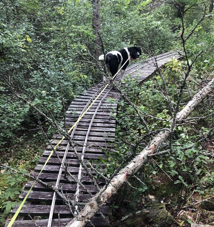 This Small-Scale Railway In The Forest