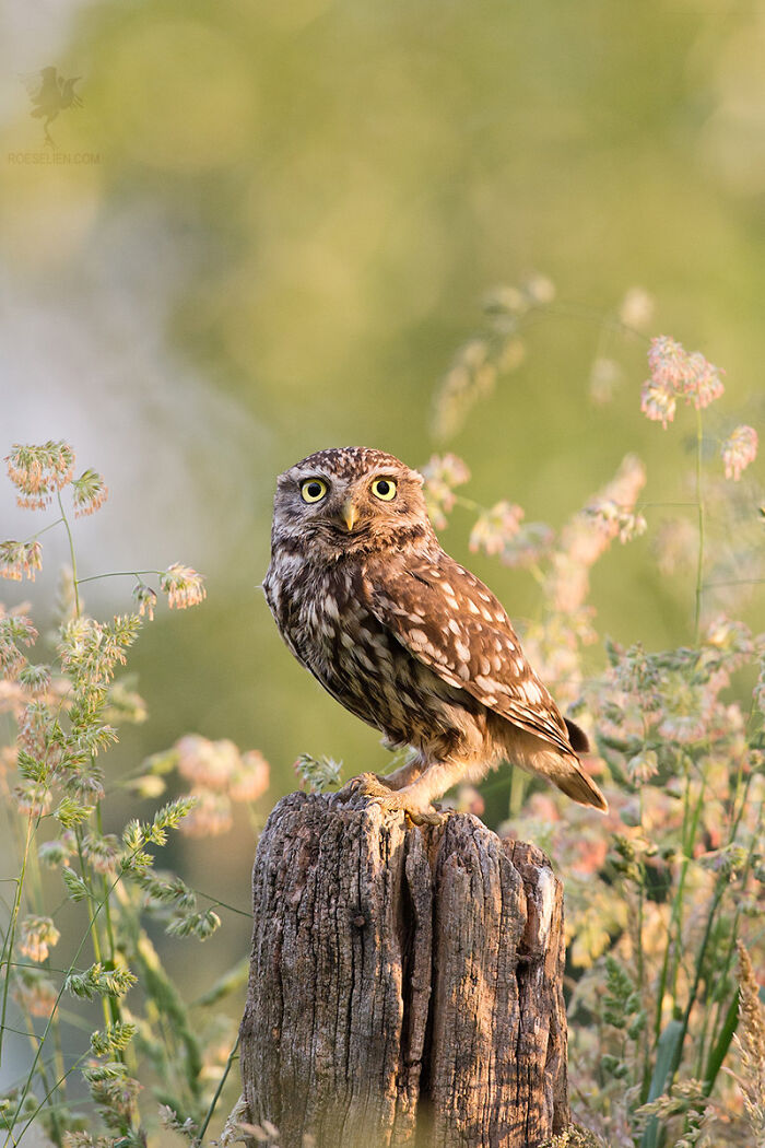 Little Owl, Big Eyes