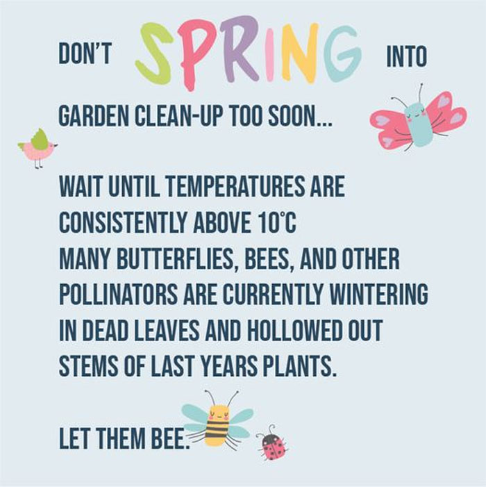 Canadian meme advising to delay garden clean-up to protect pollinators in dead leaves, featuring colorful insects and text.