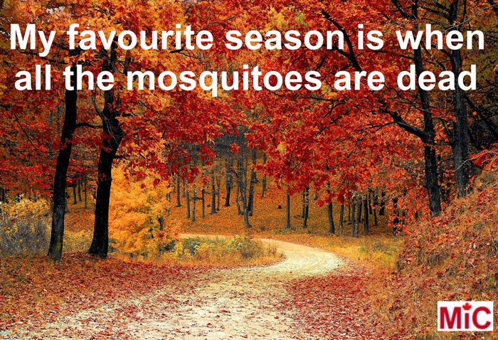 Autumn forest scene in Canada with text about enjoying mosquito-free season.
