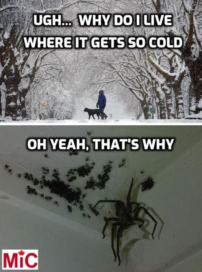 Meanwhile-In-Canada-Memes