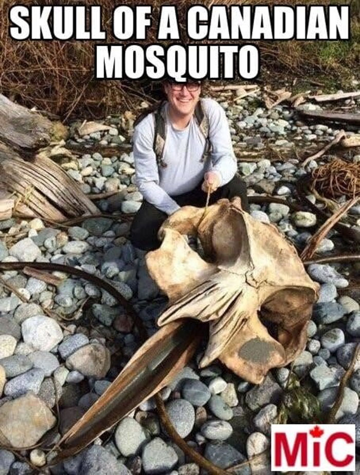 Person posing with large animal skull labeled as a Canadian mosquito, on a rocky beach.