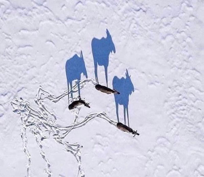 Canadian moose casting long shadows on snowy terrain, capturing a humorous perspective of Canada.