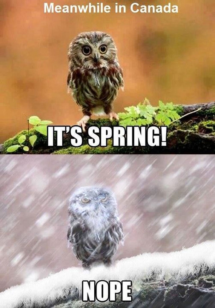 Meme featuring an owl with text "It's Spring!" in sunny Canada, then "Nope" in snowy conditions, capturing Canadian weather humor.