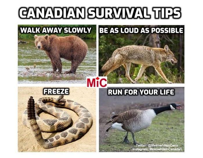 Canadian memes with humorous animal survival tips; bear, coyote, snake, and goose.