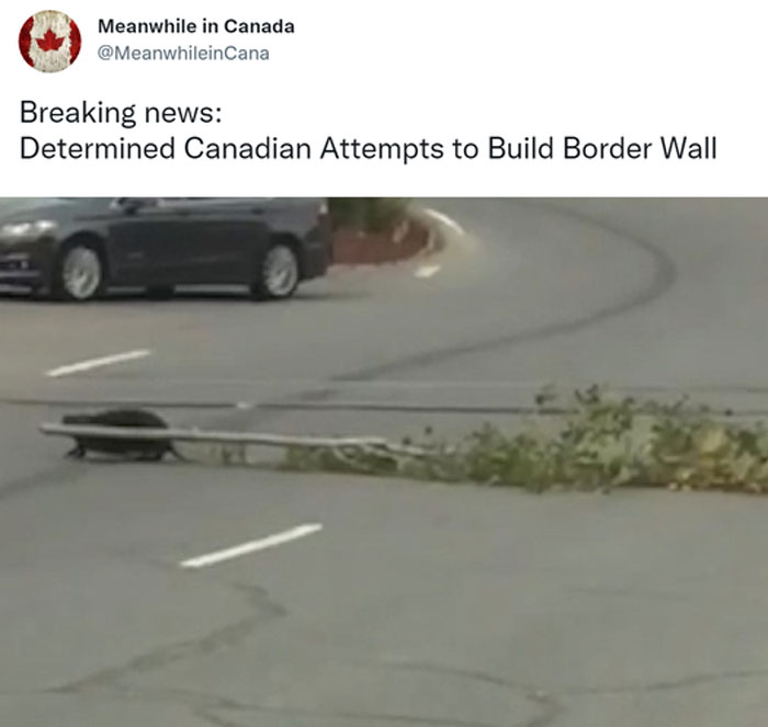 Canadian humor meme showing a beaver attempting to build a border wall with branches on a road.