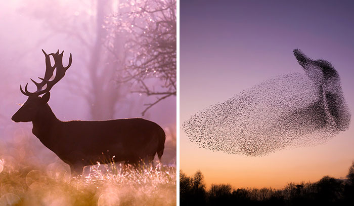 My 30 Fairytale-Like Pics Show The Beauty And Magic Of The Wild World