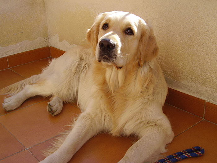 5 Worst Dog Breeds For First-Time Owners, As Shared By Trainer Of 10 Years 5 Worst Dog Breeds For First-Time Owners, As Shared By Trainer Of 10 Years