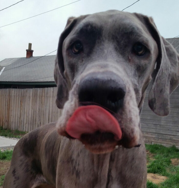 5 Worst Dog Breeds For First-Time Owners, As Shared By Trainer Of 10 Years 5 Worst Dog Breeds For First-Time Owners, As Shared By Trainer Of 10 Years