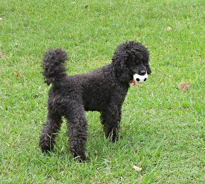 5 Worst Dog Breeds For First-Time Owners, As Shared By Trainer Of 10 Years 5 Worst Dog Breeds For First-Time Owners, As Shared By Trainer Of 10 Years