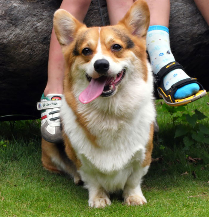 5 Worst Dog Breeds For First-Time Owners, As Shared By Trainer Of 10 Years 5 Worst Dog Breeds For First-Time Owners, As Shared By Trainer Of 10 Years