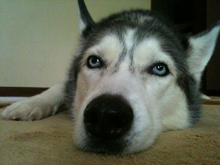 5 Worst Dog Breeds For First-Time Owners, As Shared By Trainer Of 10 Years 5 Worst Dog Breeds For First-Time Owners, As Shared By Trainer Of 10 Years