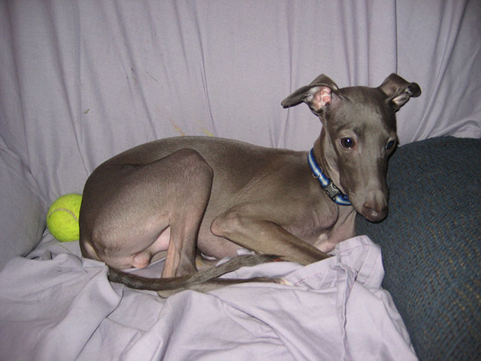 5 Worst Dog Breeds For First-Time Owners, As Shared By Trainer Of 10 Years 5 Worst Dog Breeds For First-Time Owners, As Shared By Trainer Of 10 Years