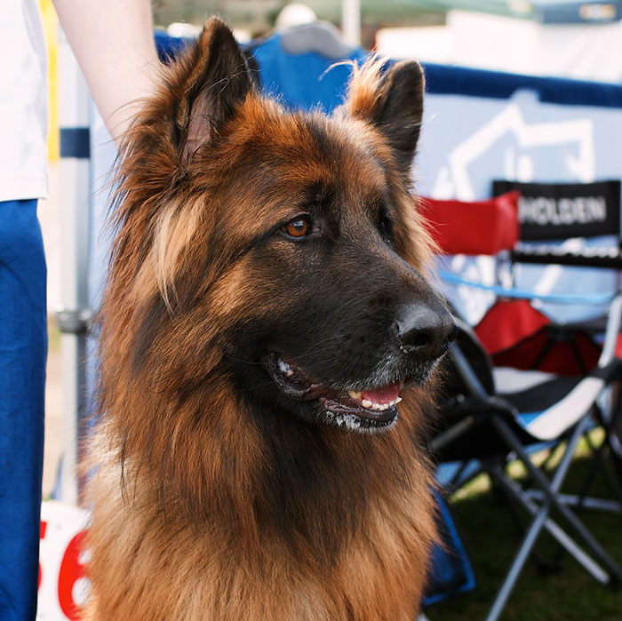 5 Worst Dog Breeds For First-Time Owners, As Shared By Trainer Of 10 Years 5 Worst Dog Breeds For First-Time Owners, As Shared By Trainer Of 10 Years