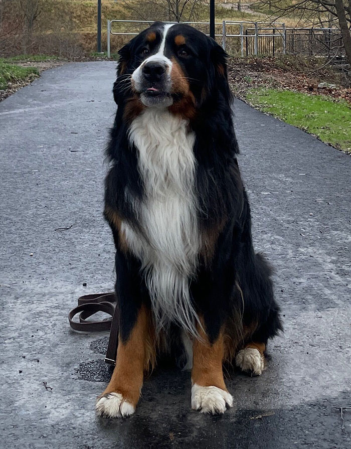 5 Worst Dog Breeds For First-Time Owners, As Shared By Trainer Of 10 Years 5 Worst Dog Breeds For First-Time Owners, As Shared By Trainer Of 10 Years