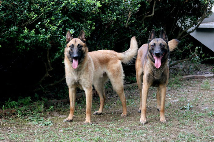 5 Worst Dog Breeds For First-Time Owners, As Shared By Trainer Of 10 Years 5 Worst Dog Breeds For First-Time Owners, As Shared By Trainer Of 10 Years