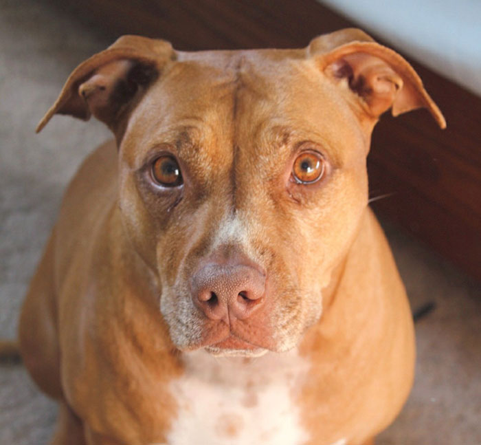 5 Worst Dog Breeds For First-Time Owners, As Shared By Trainer Of 10 Years 5 Worst Dog Breeds For First-Time Owners, As Shared By Trainer Of 10 Years