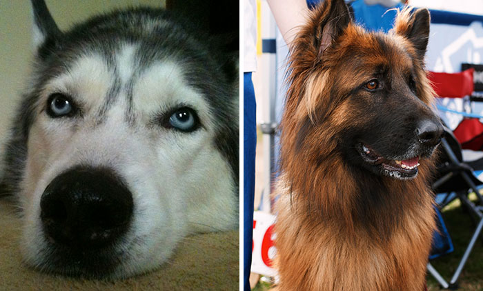 5 Worst Dog Breeds For First-Time Owners, As Shared By Trainer Of 10 Years