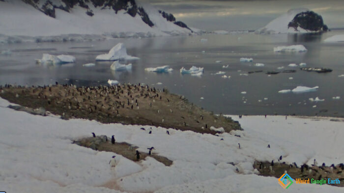 Penguins gathered on snowy Antarctic shore with icebergs floating in the water, an amusing moment captured by Google Maps.