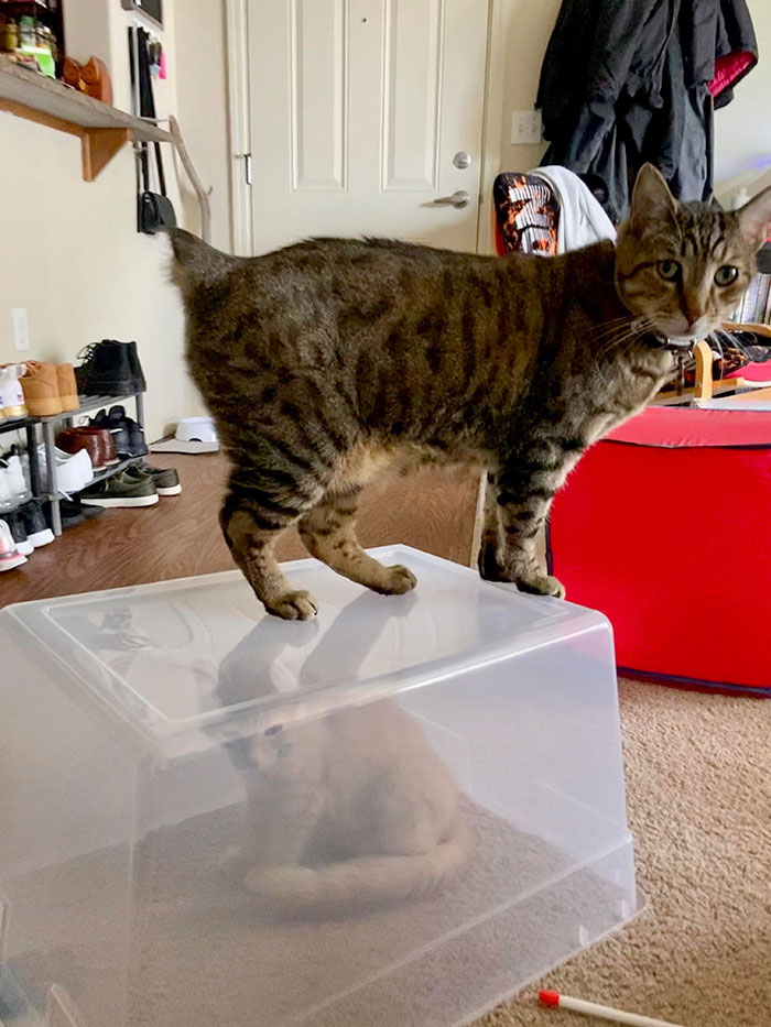 Taking Revenge On The New Kitten (They’re Friends I Swear)