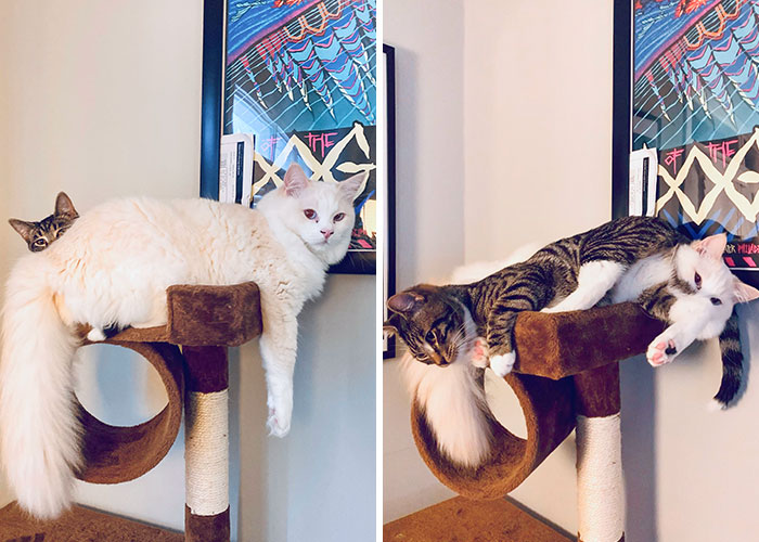 A Month Later, Tabby Got His Revenge