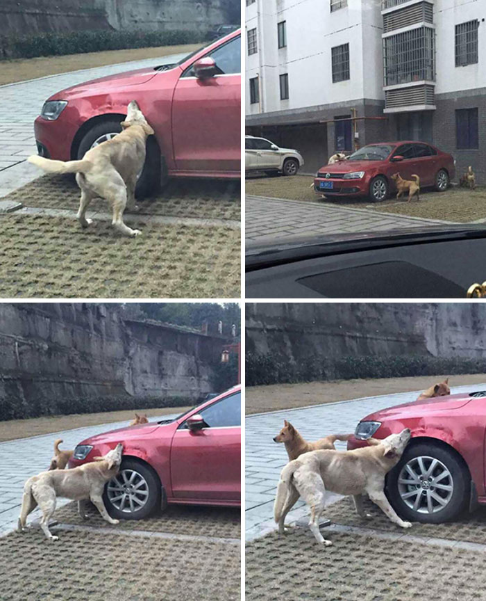 Man Kicks A Stray Dog, So The Dog Exacts Instant Revenge