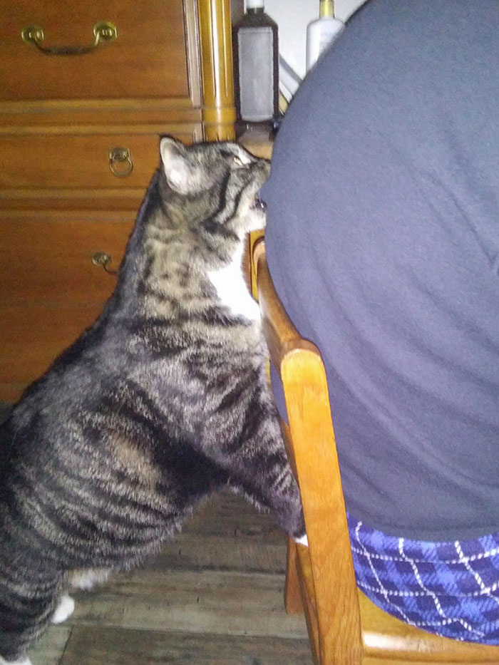 My Cat Bites My Dad Whenever He's Paying Attention To My Mom And Not Him