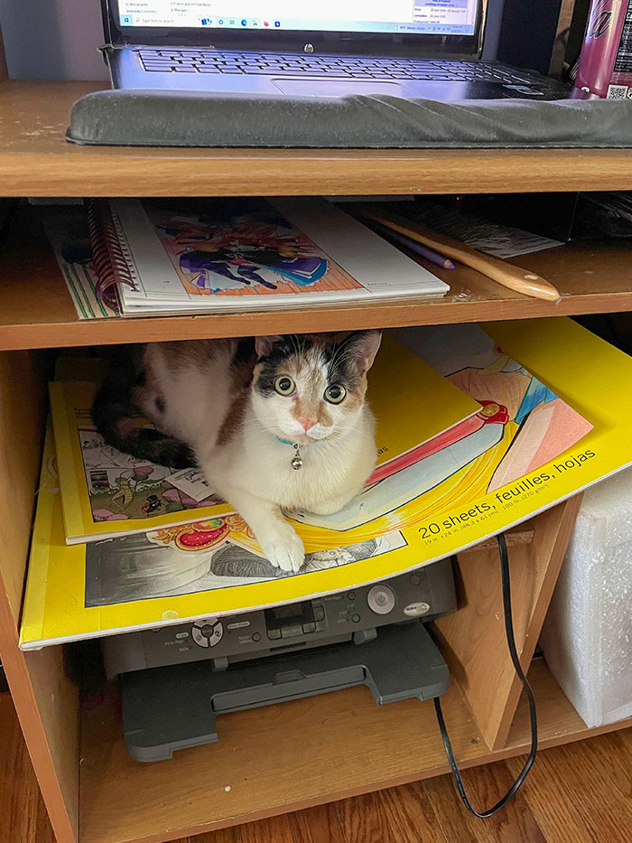 Thanks For Laying On My Carefully Stored Larger Sketchbooks Because I Wasn’t Giving You Undivided Attention For 3675685846336 Hours