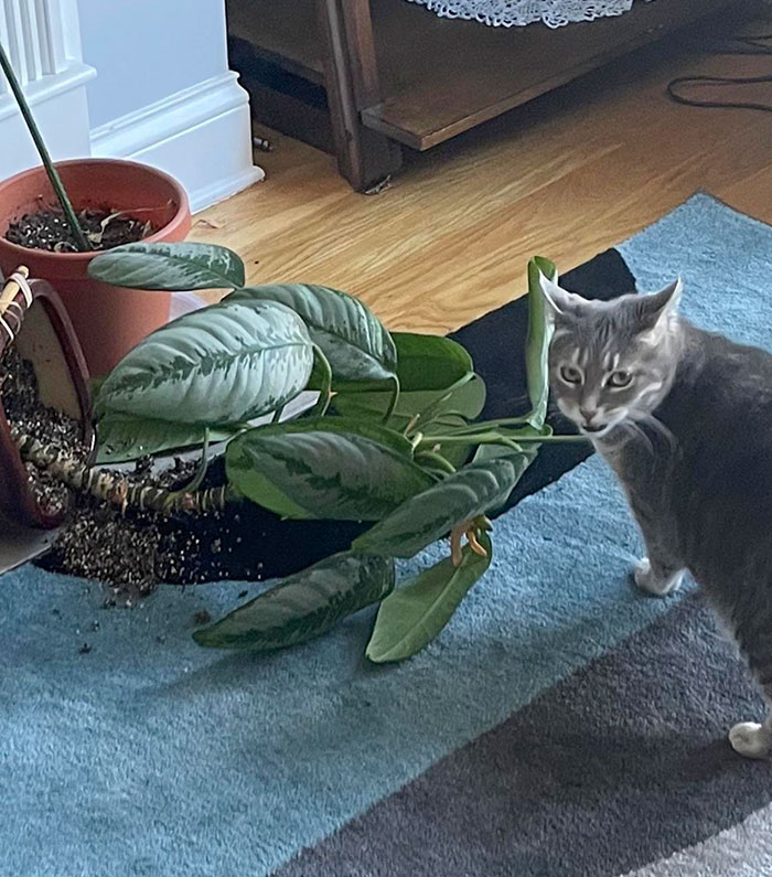 Dallas Wanted Me To Know Who’s Boss Because I Wouldn’t Give Her More Food When She Finished Her Bowl