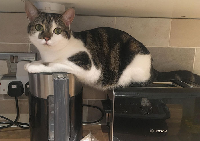 I Told Her Off For Sitting On The Work Surface So She Did This